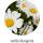 Die Spiegelburg Kleines Pflanzset Weiße Margerite - Fröhliche Tupfen